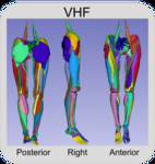 Visible Human Female by Center for Orthopaedic Biomechanics, Thor E. Andreassen, Donald R. Hume, Landon D. Hamilton, Karen E. Walker, Sean E. Higinbotham, and Kevin B. Shelburne